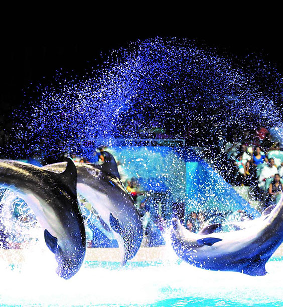 Dubai Dolphinarium Show